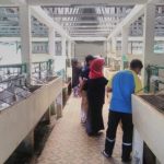 Budidaya ayam di Batu Brak, Lampung Barat