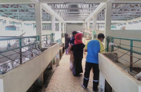 Budidaya ayam di Batu Brak, Lampung Barat