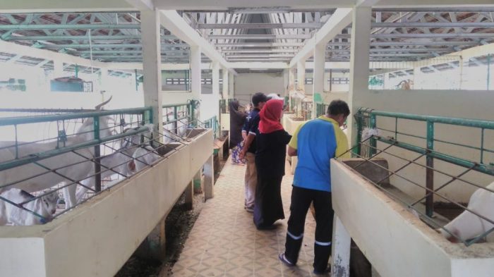 Ayam Buras, Jenis dan Sistem Pemeliharaannya Ayam Buras, Jenis dan Sistem Pemeliharaannya