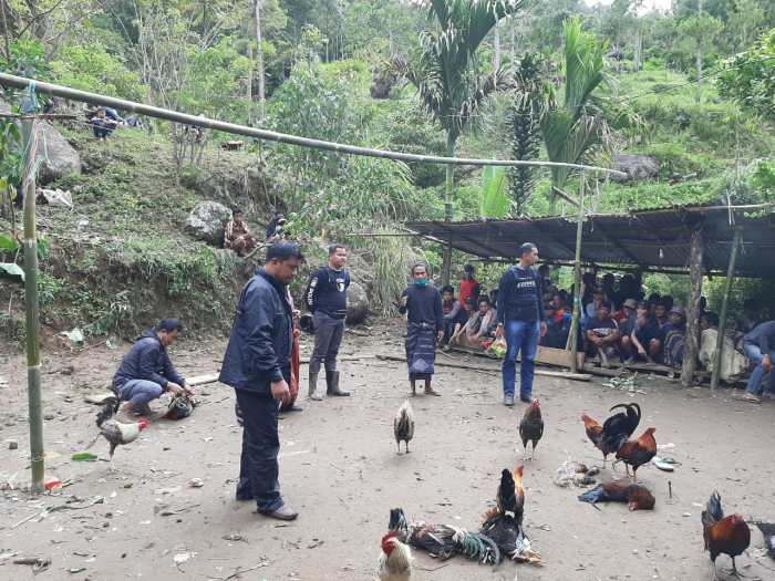 Daun penggemuk ayam di Sangalla, Tana Toraja