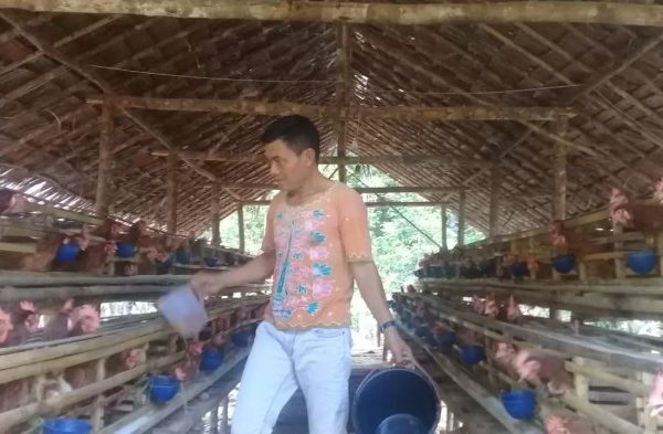 Usaha Budidaya ternak ayam petelur - Website Kalurahan JATIMULYO