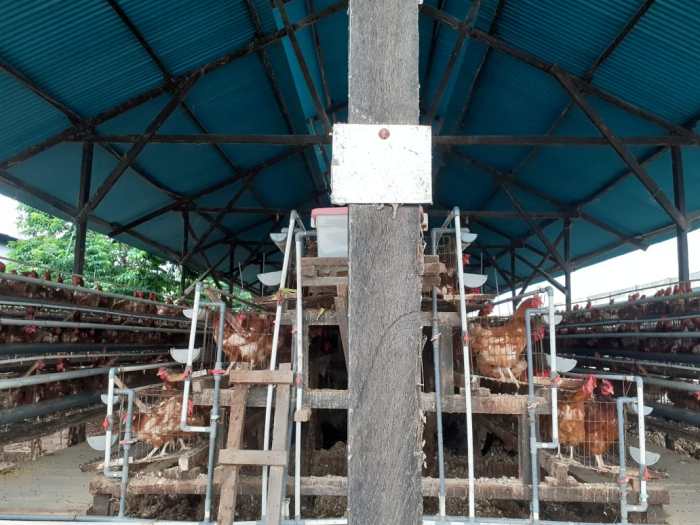 Ayam afkir di Cipunagara, Subang