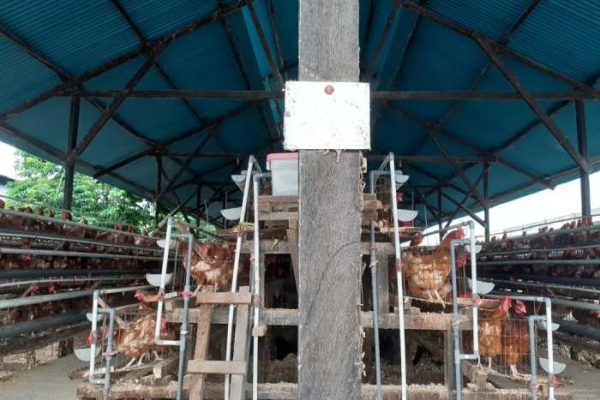 Harga Ayam Afkir Petelur Yang Menguntungkan Bisa Diprediksi