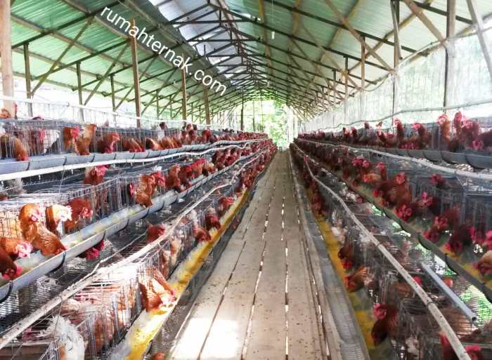 Peternakan ayam kampung di Gesi, Sragen