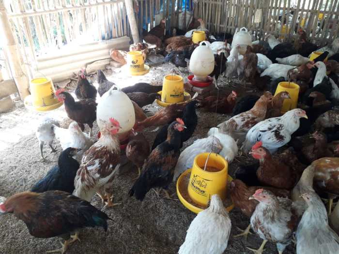 Budidaya ternak ayam di Pakis Aji, Jepara