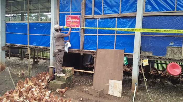 6 Cara Budidaya Ayam Pedaging Untuk Pemula - IlmuBudidaya.com Budidaya ternak ayam di Pegandon, Kendal