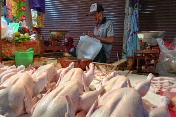 Harga Ayam Potong Capai Rp 40 Ribu per Kilogram - Tugumalang.id