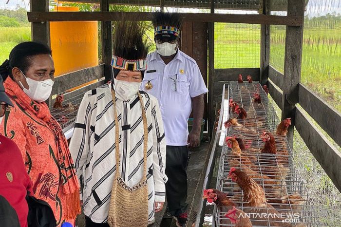 Ayam ternak di Duo Koto, Kabupaten Pasaman