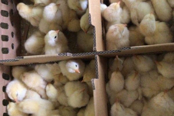 Harga Telur Ayam Ras di Pariaman Turun Sepekan Terakhir, Sentuh hingga ...