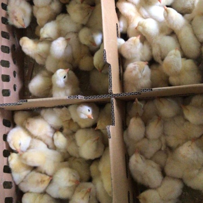 Harga Telur Ayam Ras di Pariaman Turun Sepekan Terakhir, Sentuh hingga ...