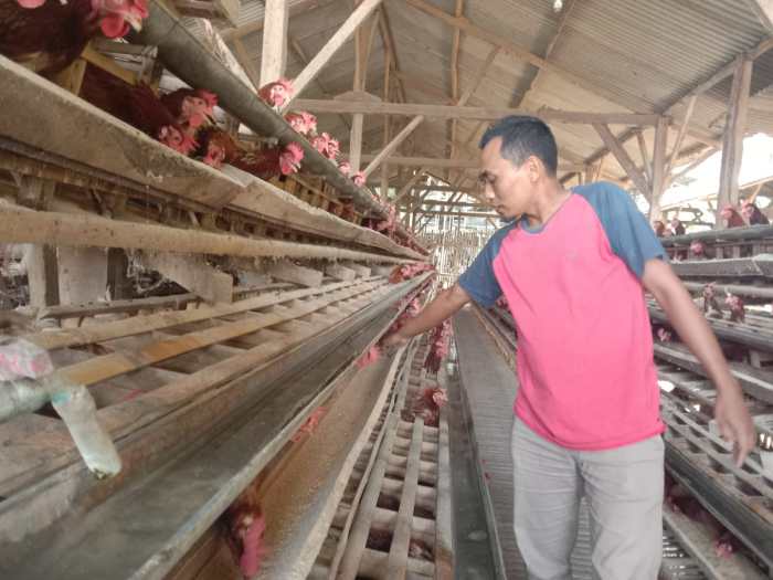 Budidaya ternak ayam di Magelang Selatan, Kota Magelang