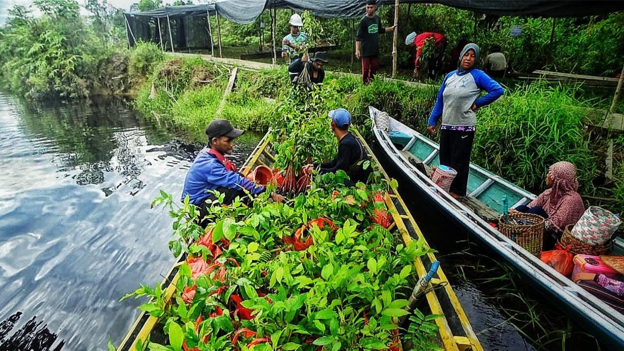 6400 Pohon Ditanam Tim Rehabilitasi Lahan LPHD Lauk Bersatu di Kapuas ... Daun penggemuk ayam di Kapuas Murung, Kapuas