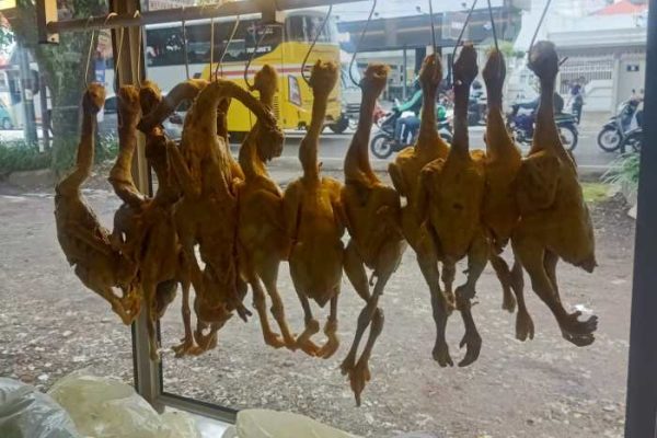 Ayam Ternak di Wajak, Malang