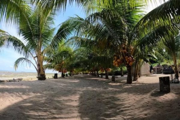 Daun penggemuk ayam di Wawonii Selatan, Konawe Kepulauan