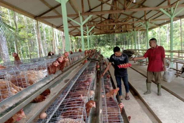 Ayam layer di Tanah Sepenggal Lintas, Kabupaten Bungo