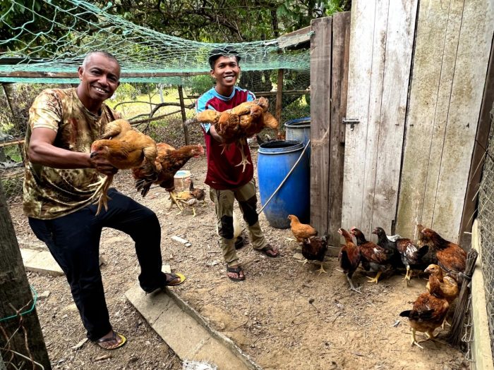 Kandang Ayam Kampung Kandang Ayam Kampung