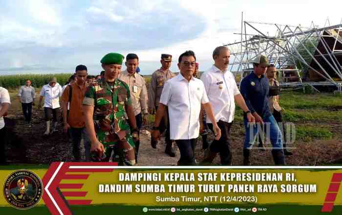 Daun penggemuk ayam di Pandawai, Sumba Timur