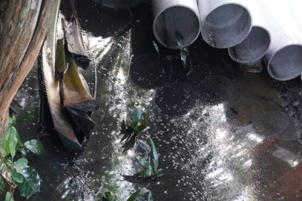 Daun penggemuk ayam di Bungku Barat, Morowali