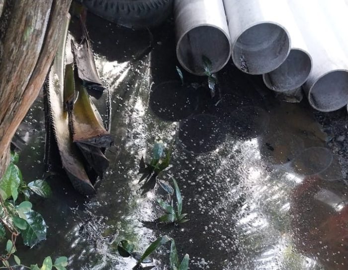 Daun penggemuk ayam di Bungku Barat, Morowali