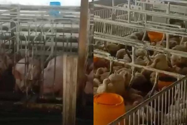 Peluang Bisnis Sampingan Beternak Ayam Kampung