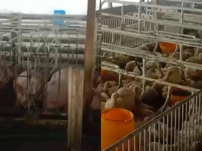 Peluang Bisnis Sampingan Beternak Ayam Kampung