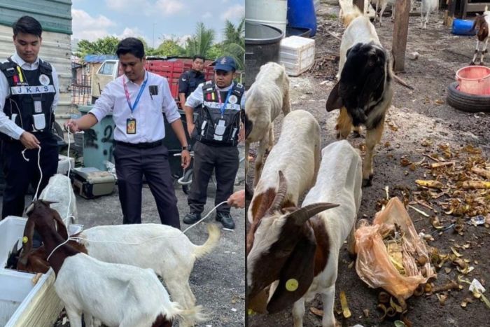 Daging kambing di Pandak, Bantul