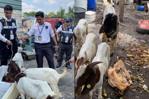 Daging kambing di Pangkah, Tegal