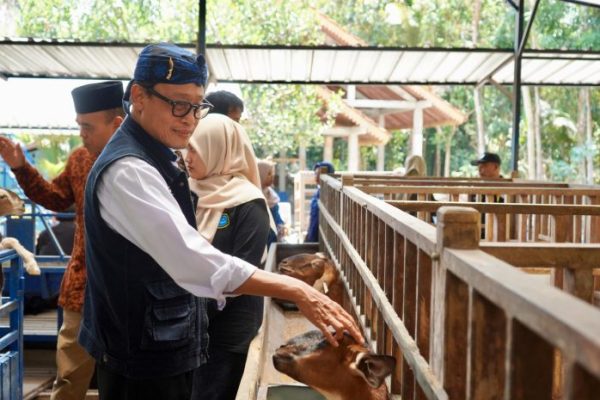Daging kambing di Kutoarjo, Purworejo