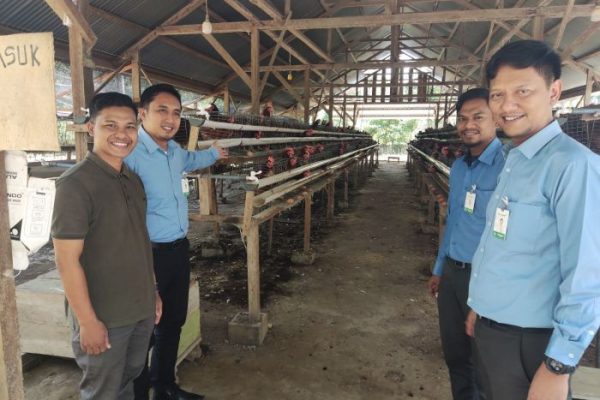Ternak ayam petelur di Youtadi, Kab. Paniai