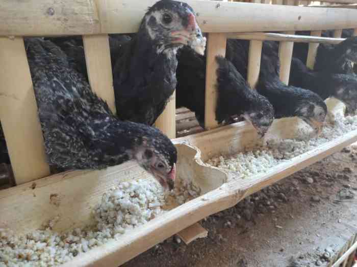 Cara Ternak Ayam Kampung Petelur, Harga, dan Tipe Kandang - Beternak Ayam Ternak ayam petelur di Cukuh Balak, Tanggamus