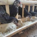 Ternak ayam petelur di Abeli, Kota Kendari