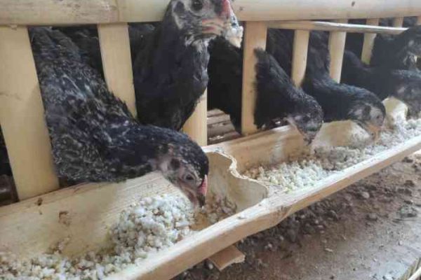 Cara Ternak Ayam Kampung Petelur, Harga, dan Tipe Kandang - Beternak Ayam