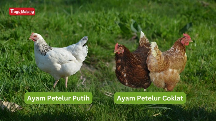 Panduan Cara Ternak Ayam Petelur, Mudah Untuk Pemula - Tugumalang.id Panduan Cara Ternak Ayam Petelur, Mudah Untuk Pemula - Tugumalang.id