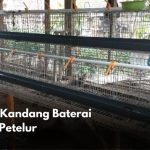 Panduan Cara Ternak Ayam Petelur, Mudah Untuk Pemula - Tugumalang.id
