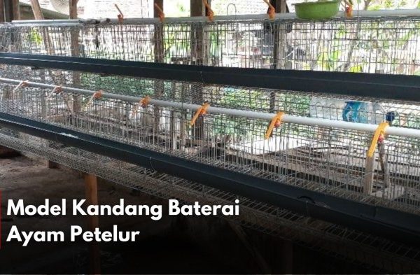 Ternak ayam petelur di Belimbing, Melawi