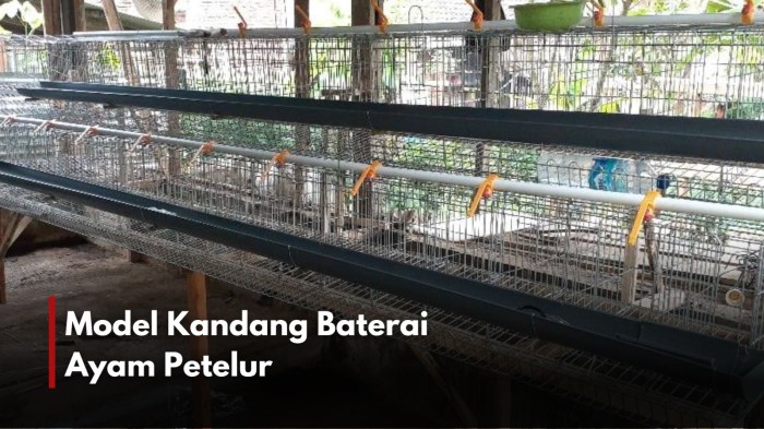 Ternak ayam petelur di Polinggona, Kolaka