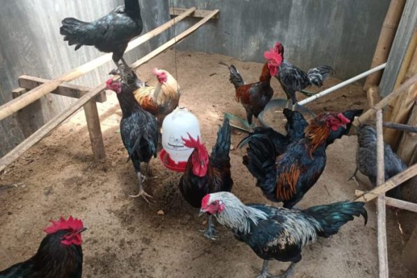Budidaya ternak ayam kampung - Blog yang mengulas cara budidaya hewan ...