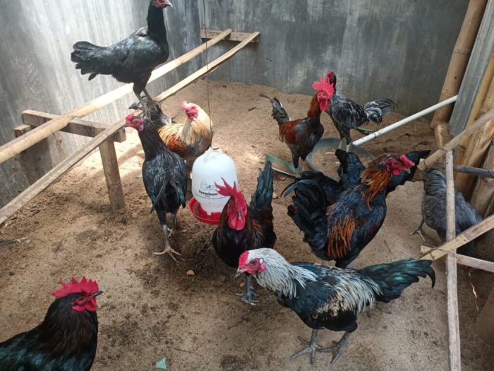 Budidaya ternak ayam kampung - Blog yang mengulas cara budidaya hewan ...