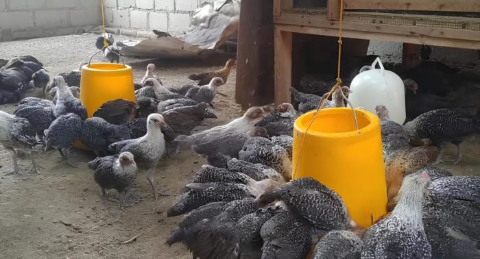 Meraih Keuntungan dengan Beternak Ayam Arab Petelur di Pekarangan Rumah ... Ayam arab di Sawah Besar, Jakarta Pusat