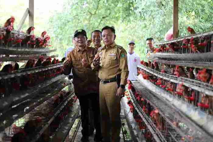 Melihat Budi Daya Ayam Petelur di Aceh Ayam petelur jantan di Ranah Ampek Hulu Tapan, Kabupaten Pesisir Selatan