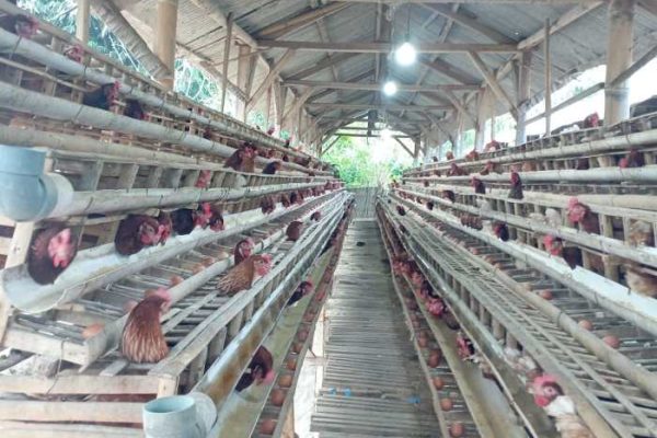 Usaha Budidaya ternak ayam petelur - Website Kalurahan JATIMULYO