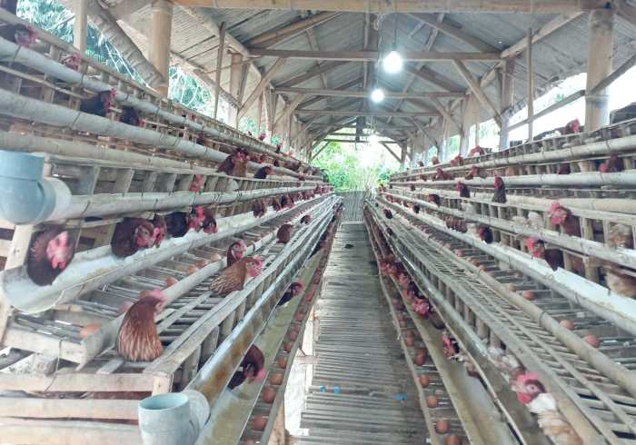 Usaha Budidaya ternak ayam petelur - Website Kalurahan JATIMULYO