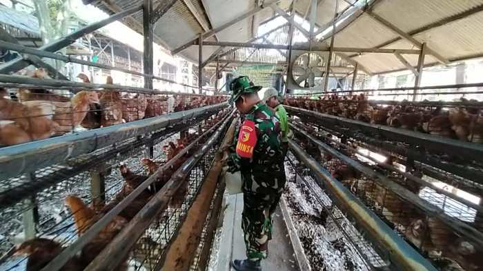 Peternak Ayam Petelur di Karangasem Menjerit gegara Jagung Rp 10 Ribu ... Ternak ayam petelur di Sajingan Besar, Sambas