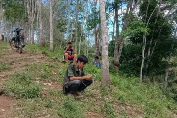 Daun penggemuk ayam di Soropia, Konawe