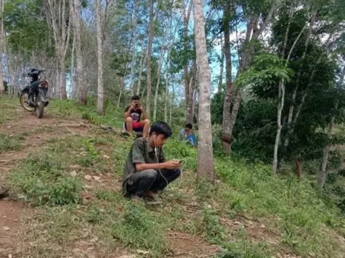 Daun penggemuk ayam di Soropia, Konawe