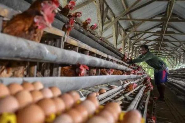 Ternak ayam petelur di Lelak, Manggarai