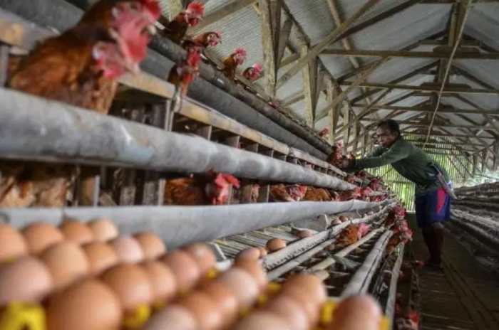 Potret Robby Jadi Agen BRILink Nyambi Ternak Ayam Petelur di Likupang Ternak ayam petelur di Lelak, Manggarai