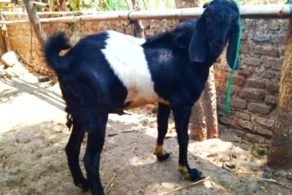 Daging kambing di Kendit, Situbondo
