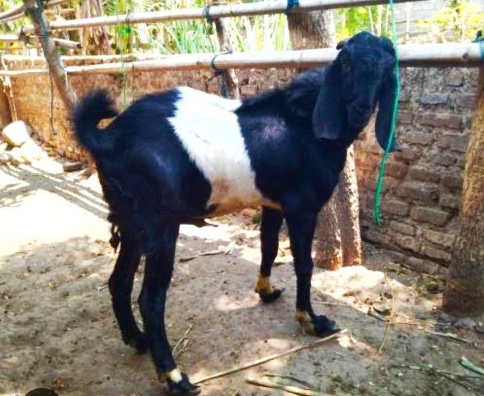 Daging kambing di Kendit, Situbondo