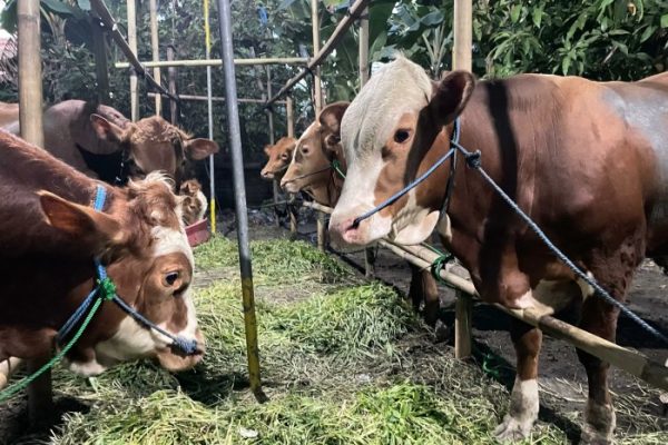 Daging kambing di Jambangan, Surabaya